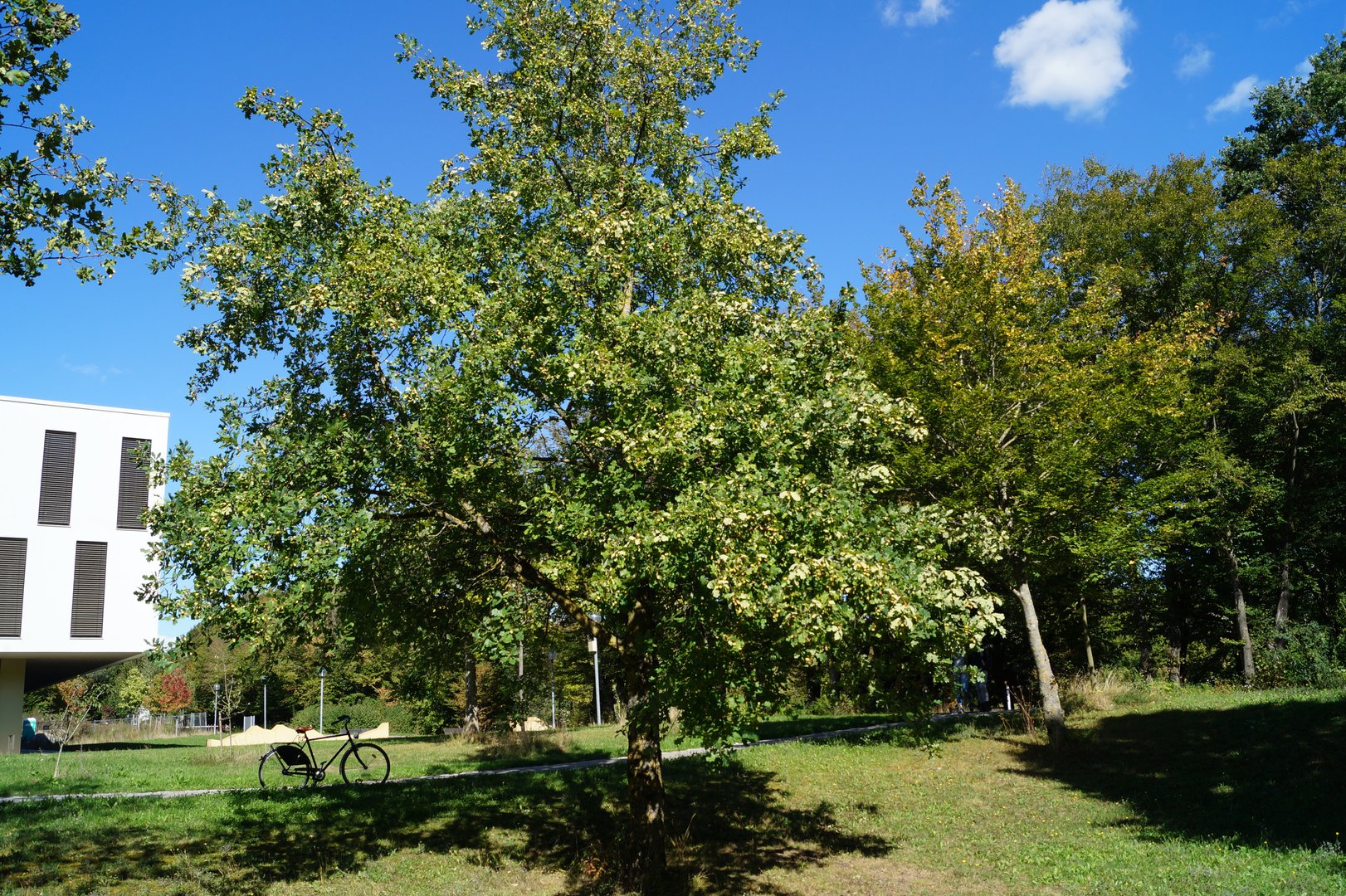 Stiel-Eiche