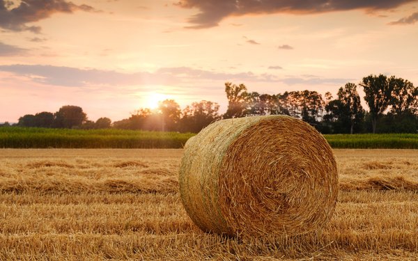 Strohballen auf einem Feld