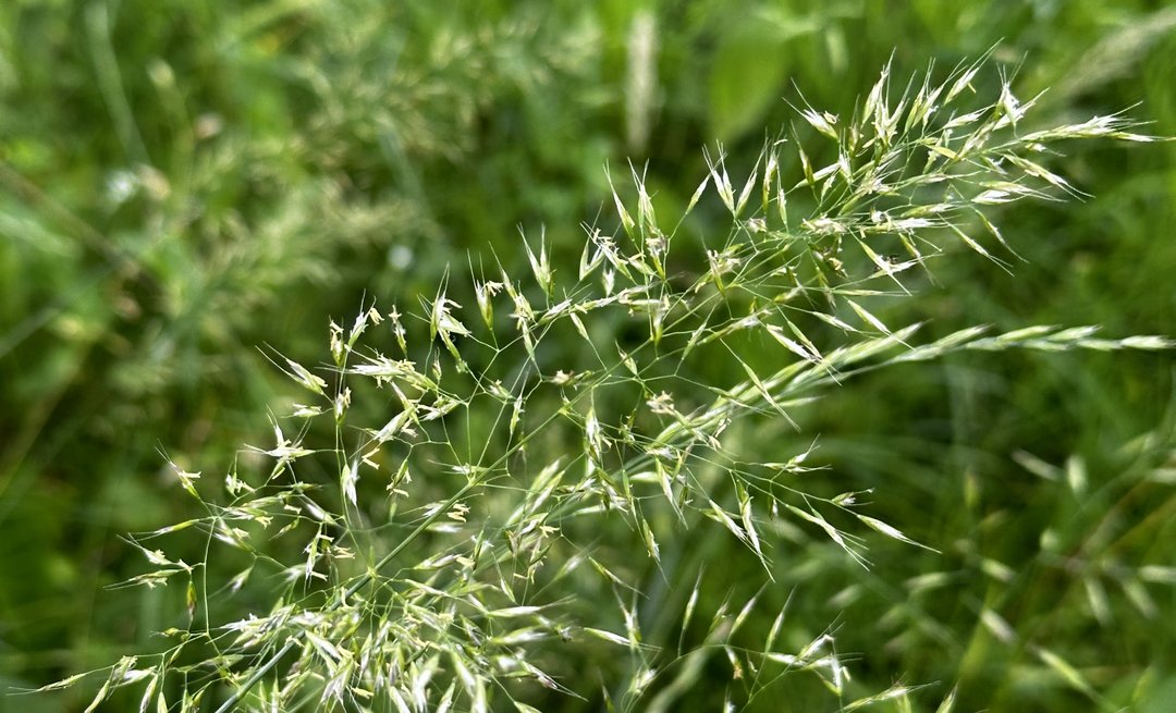 Goldhafer (Trisetum flavescens L.)