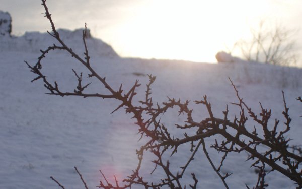 Winterszene: Wei?dornzweige im letzten Sonnenlicht