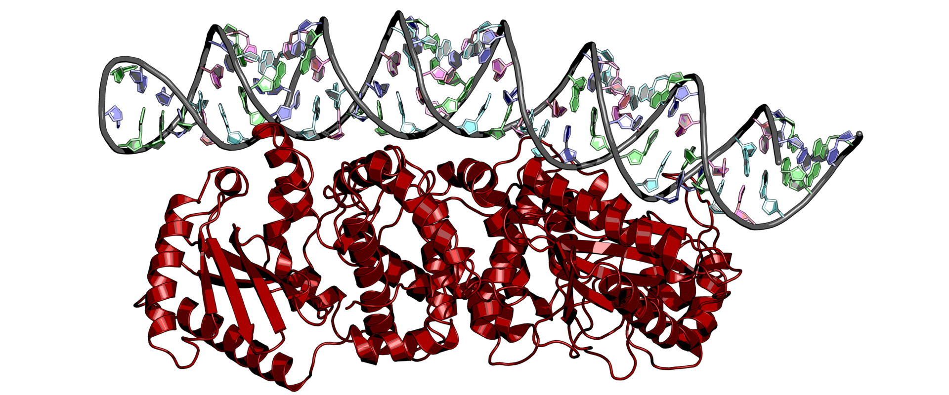 OAS2 Monomer-RNA Complex