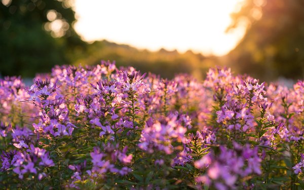 Sommer mit Blumen