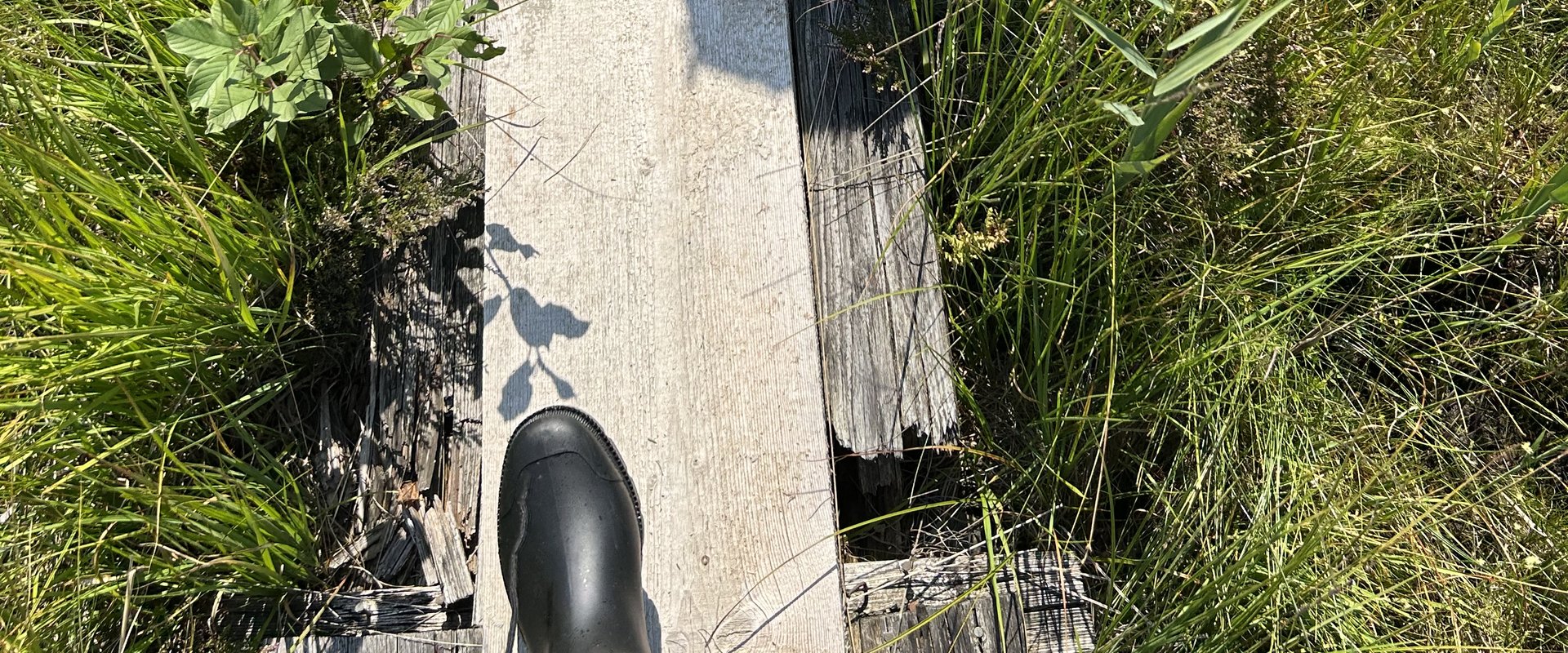 Steg durch das Murnauer Moos