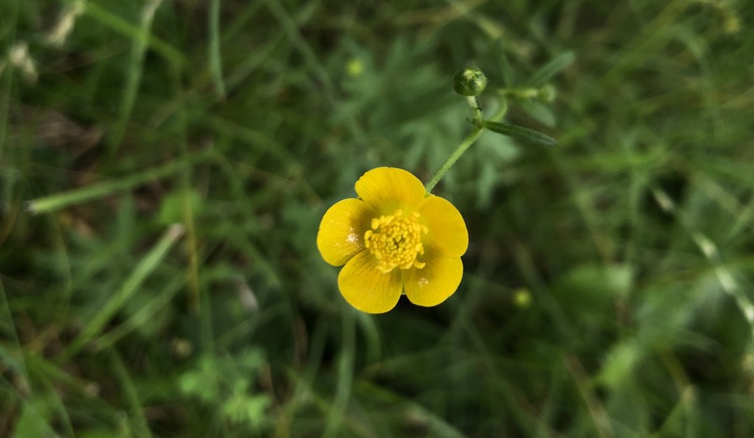 Scharfer Hahnenfuß (Ranunculus acris)