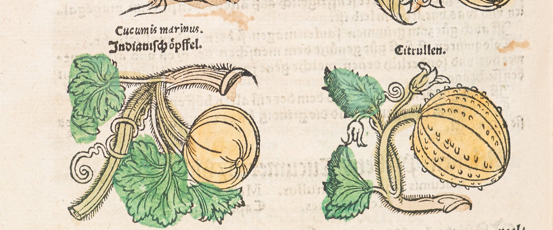 Adam Lonitzer: Kreuterbuch, Frankfurt 1564