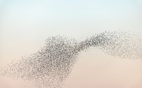 Vogelschwarm am Himmel