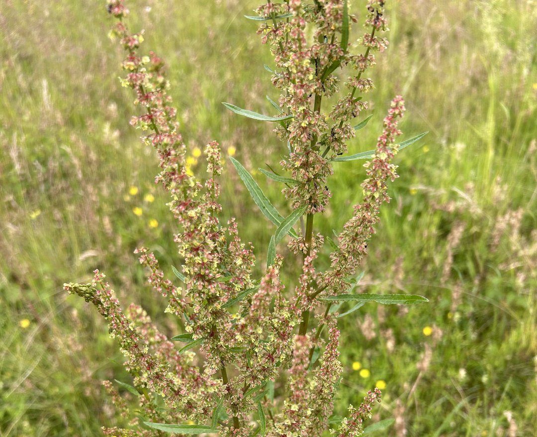 Krauser Ampfer (Rumex crispus)