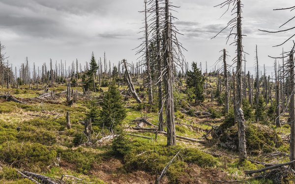 Wald Onlinetagung 2025