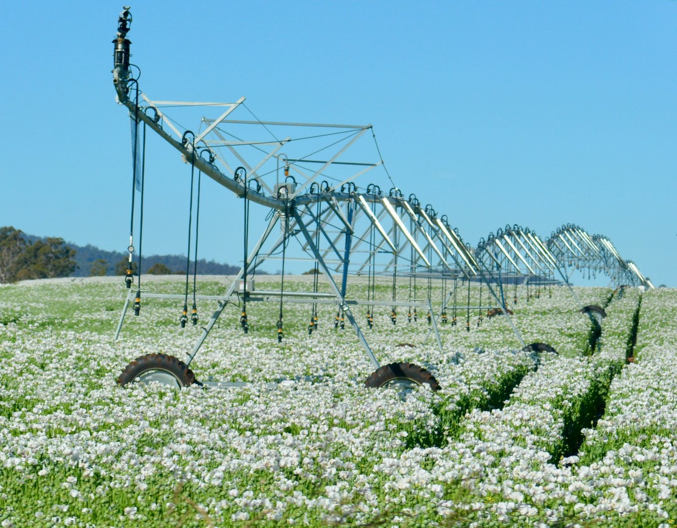 Agricultural diversity can be a viable and, in some cases, even a crucial strategy for agriculture. This study does not attempt to provide general answers as to where and why diversification leads to benefits, but rather shows various ways how it can.
