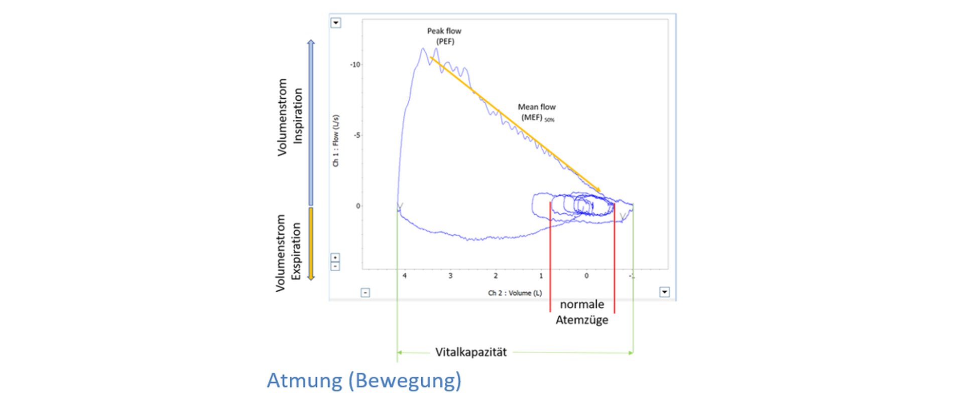 Praktikum Atmung