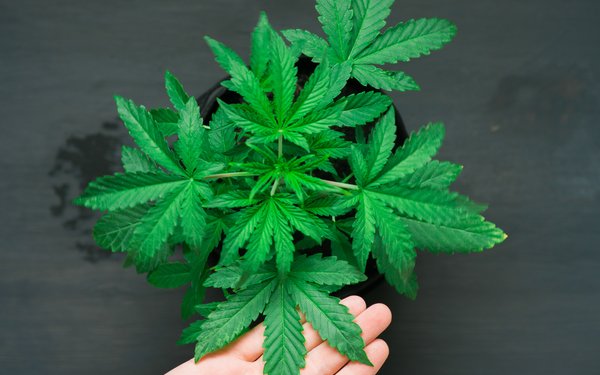 Eine grne Cannabispflanze von oben vor schwarzem Hintergrund fotografiert. Am unteren Bildrand ist eine Hand unter einem Blatt zu sehen.