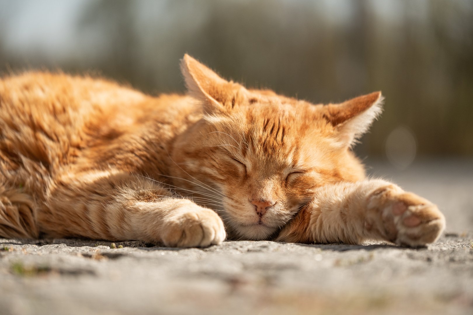 Katzen an der Universität Augsburg