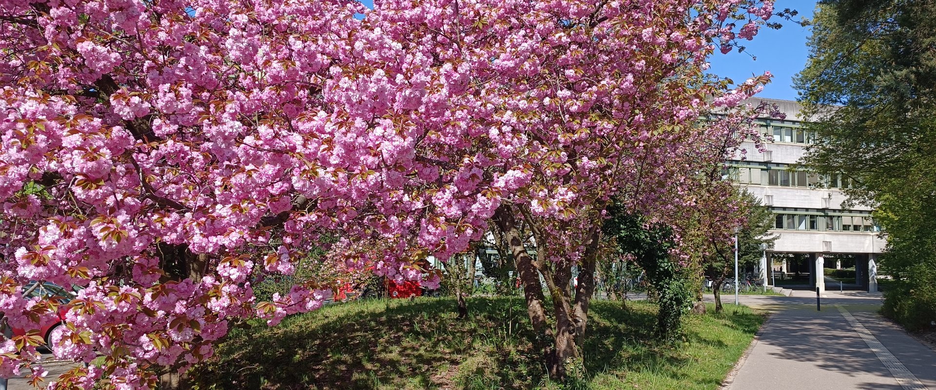 Weg mit Blüten