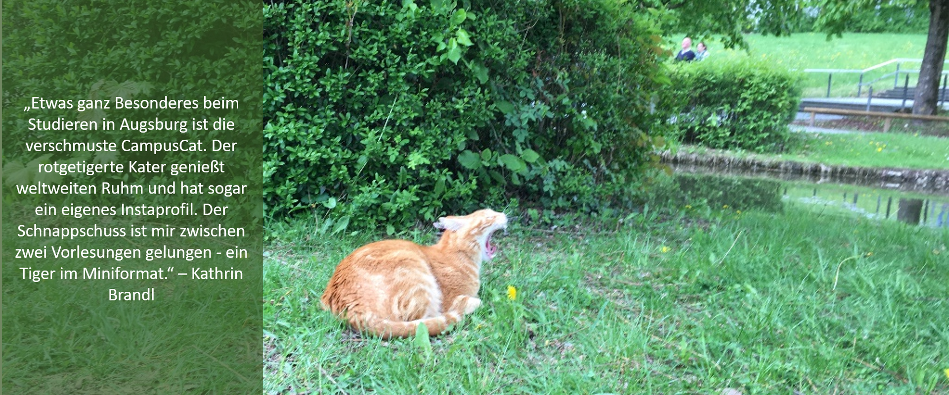 DFM Insights Campus Cat