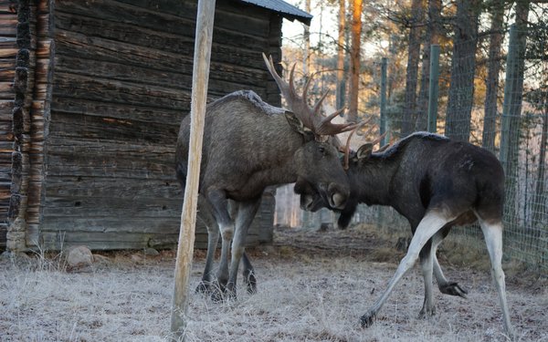 Schweden_Elche