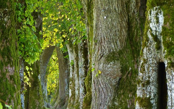 Baum
