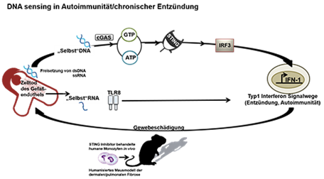 DNA sensing in Autoimmunität/chronischer Entzündung