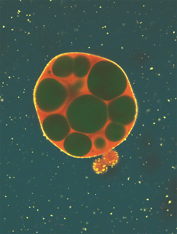 Synthetic cells: new functions through mutation