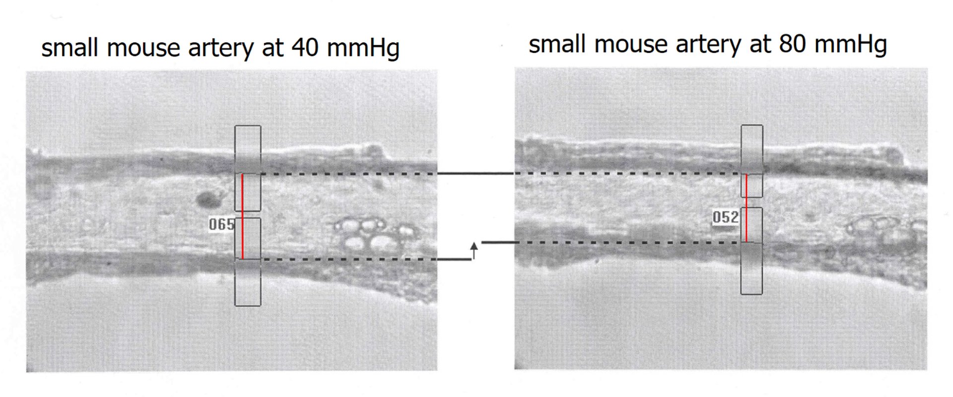 small mouse artery
