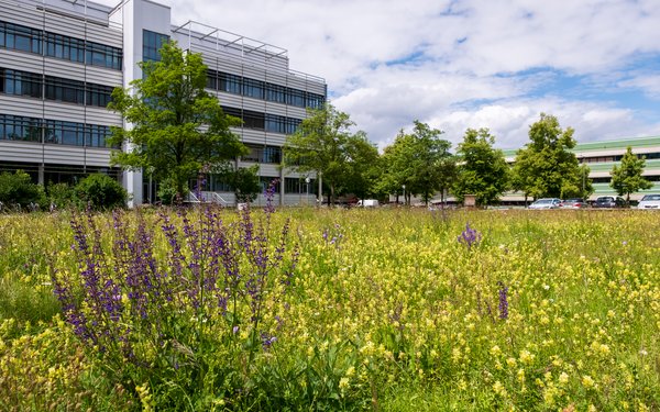 Rasenflächen wie hier vor dem Physikgebäude der Universität Augsburg werden zum anlegen von Blühflächen für Insekten genutzt um so die Biodiversität auf dem Campus-Gelände zu fördern.