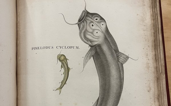 uncharismatic_fish
