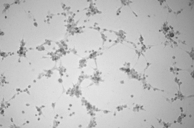 Neuer Artikel zur Connexin43 Rolle für die Angiogenese