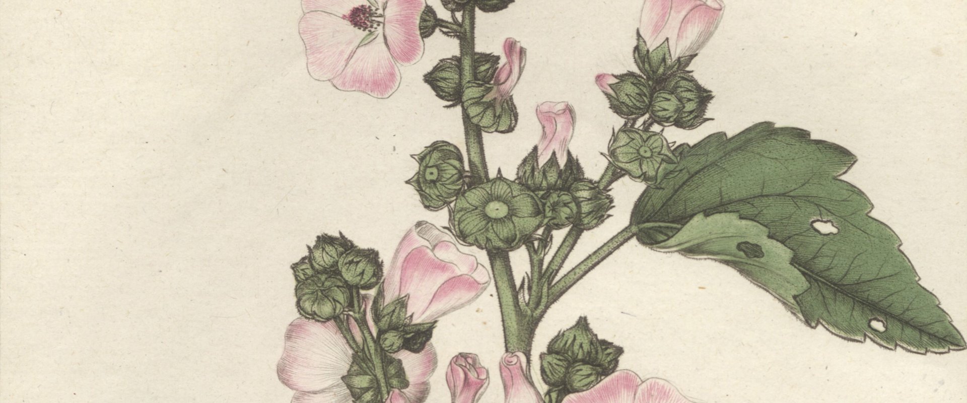 Pierre Bulliard: Herbier de la France, Paris 1786