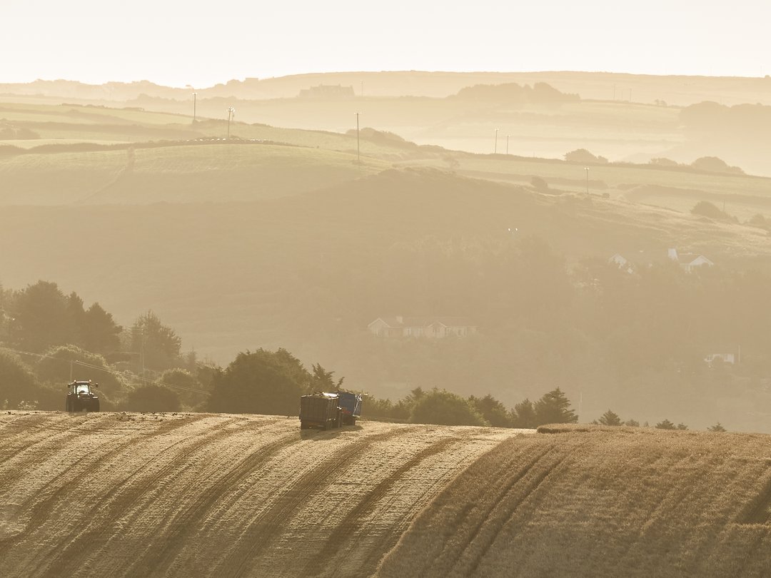 Feld mit Stroh wird geerntet