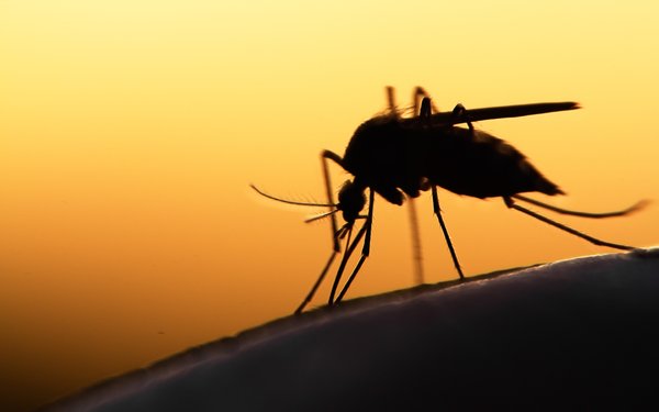 Malaria-Mücke auf der Haut