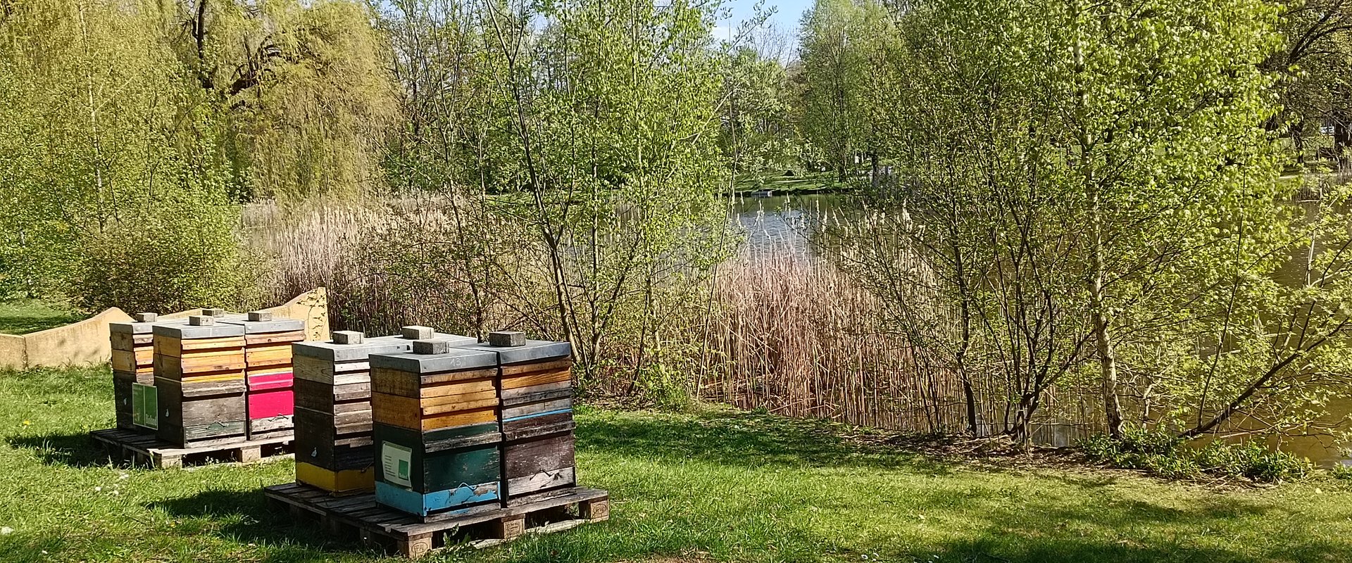 Bienen am See
