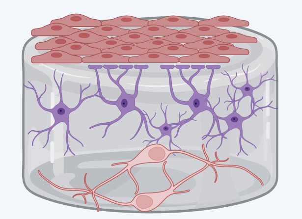 Förderung für neues Projekt zur Entwicklung mikrofluidischer Modelle der neurovaskulären Einheit