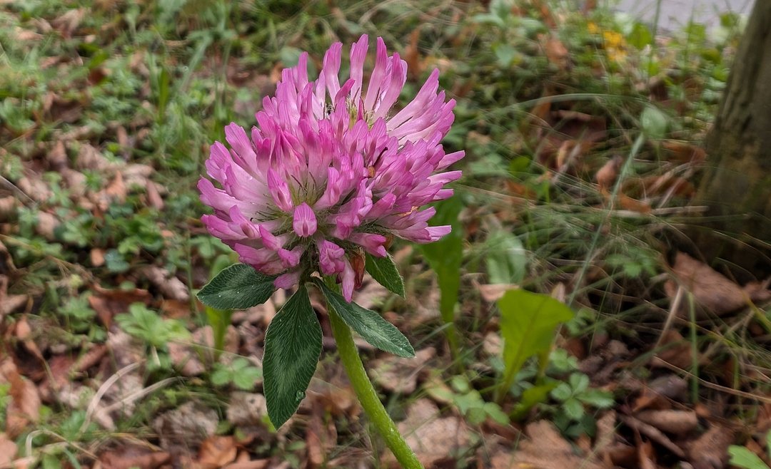 Roter Klee (Trifolium pratenese)