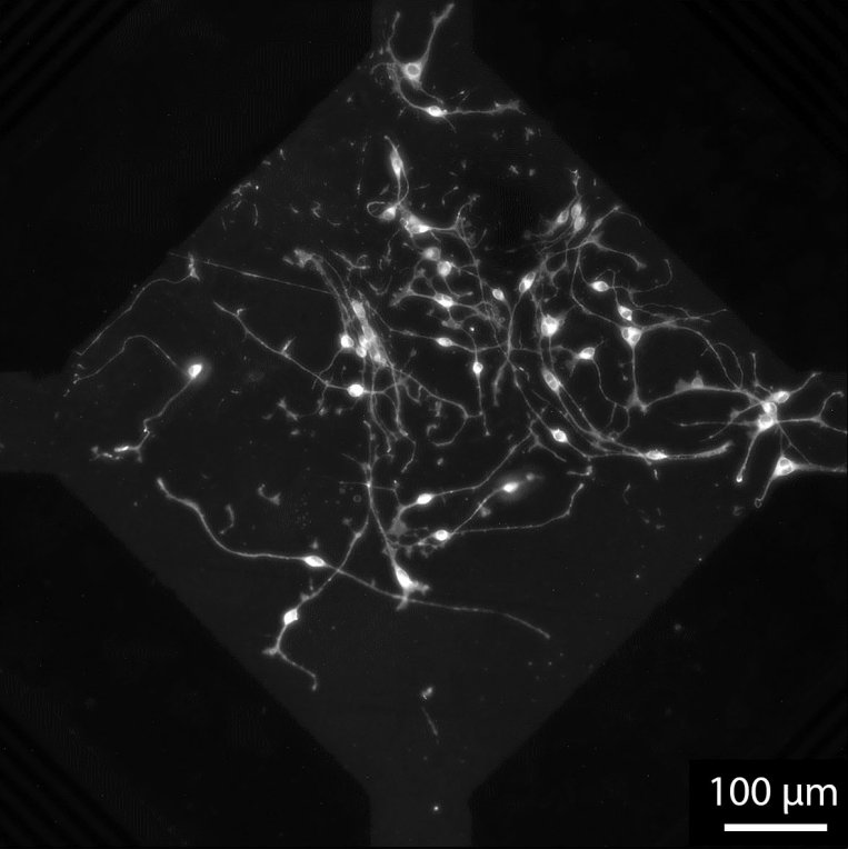 Neue Artikel zu akustischen Kraftfeldern in Physical Biology und Nature Materials