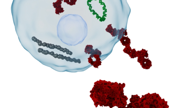 Cells and Molecules