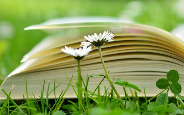 Nahaufnahme von Buch im Gras