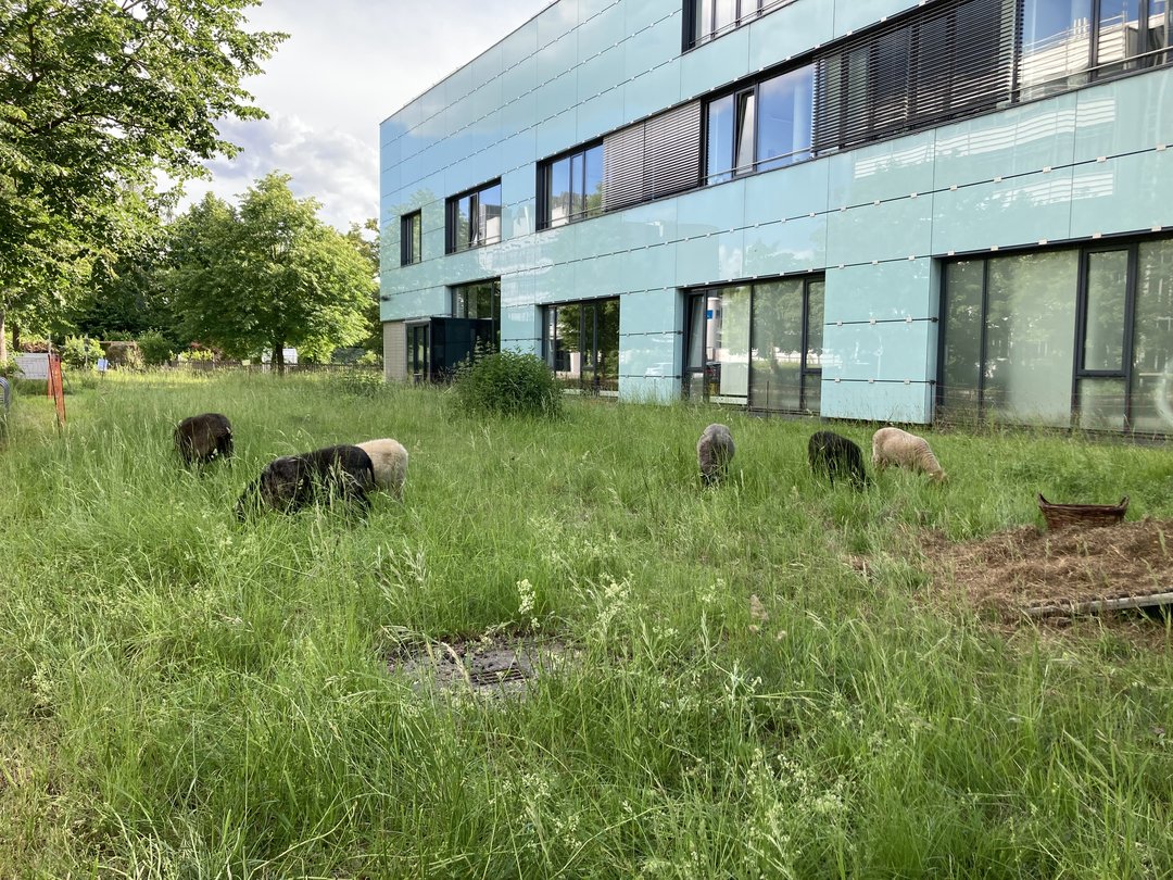 Schafe grasen in einen abgegrenzten Bereich neben dem Gebäude des WZU auf dem Campus der UniA