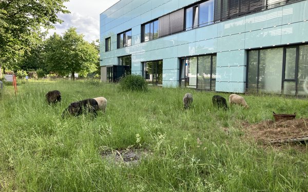 Schafe grasen in einen abgegrenzten Bereich neben dem Gebäude des WZU auf dem Campus der UniA