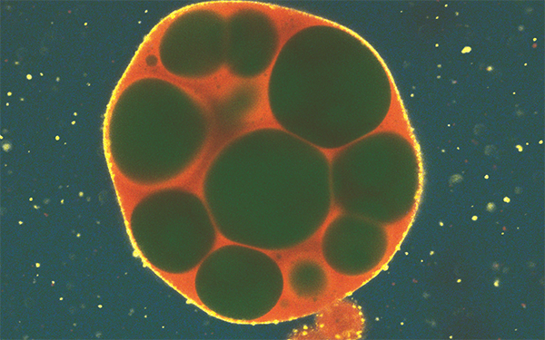 RNA-Tröpfchen, in dessen Innerem sich durch Mutation mehrere Hohlräume (grün) gebildet haben. Diese künstlich erzeugten, zellähnlichen Strukturen können sich bewegen und Fracht aufnehmen.