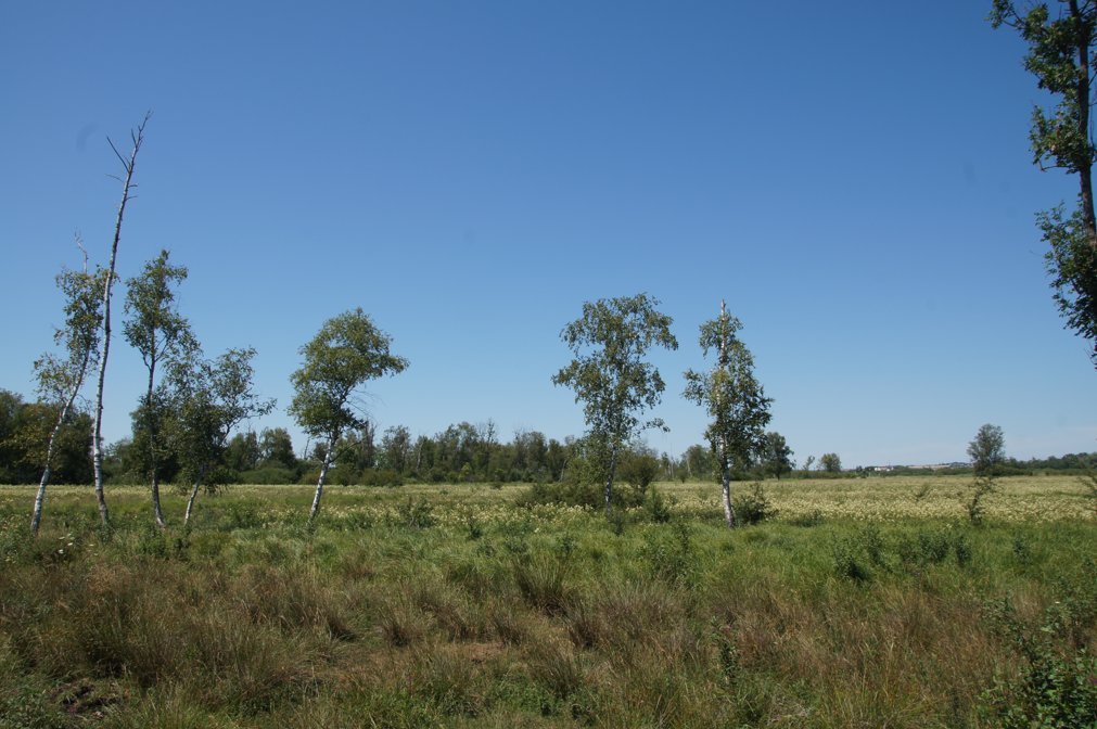 Leipheimer Moos Feuchtgebiet mit Birken