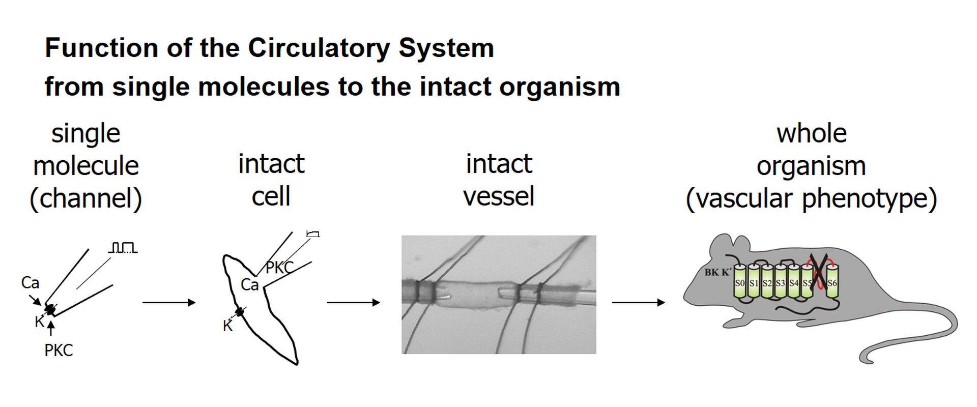 Function of the Circulatory System from single molecules to the intact organism