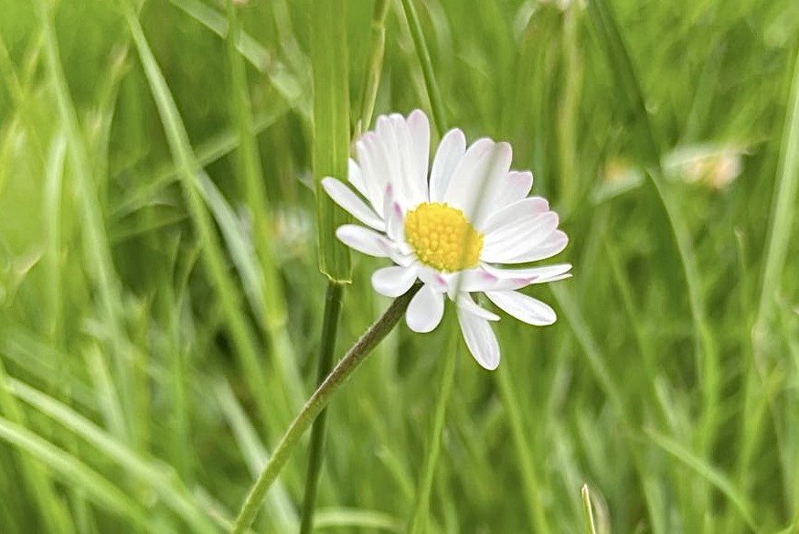 Gänseblümchen (Bellis perennis)