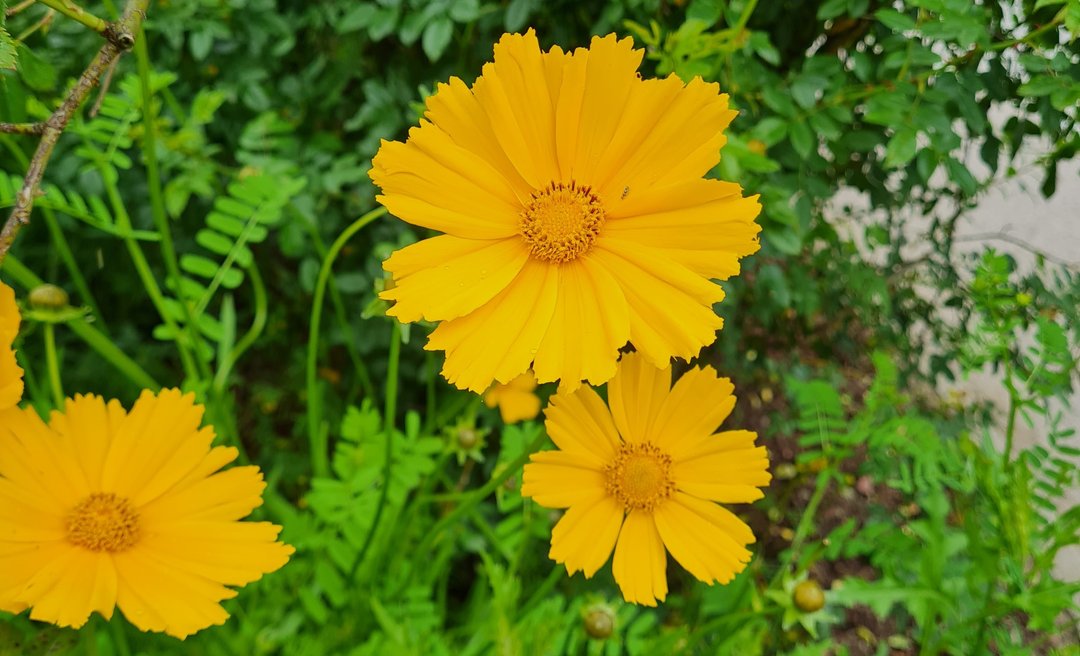 Lanzettblättriges Mädchenauge (Coreopsis lanceolata)