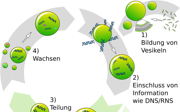 Grafik Zyklus von Wachstum und Teilung Vesikel