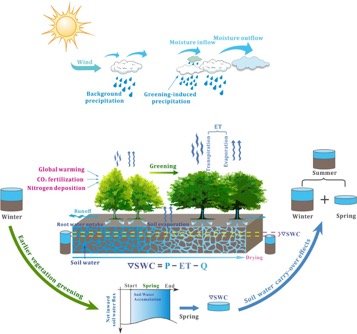 Diagram showing how earlier spring greening modulates summer soil moisture.