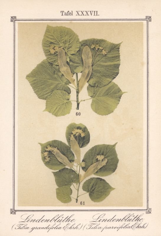 Pflanzen-Atlas zu Sebastian Kneipp's Wasser-Kur, Kempten 1890
