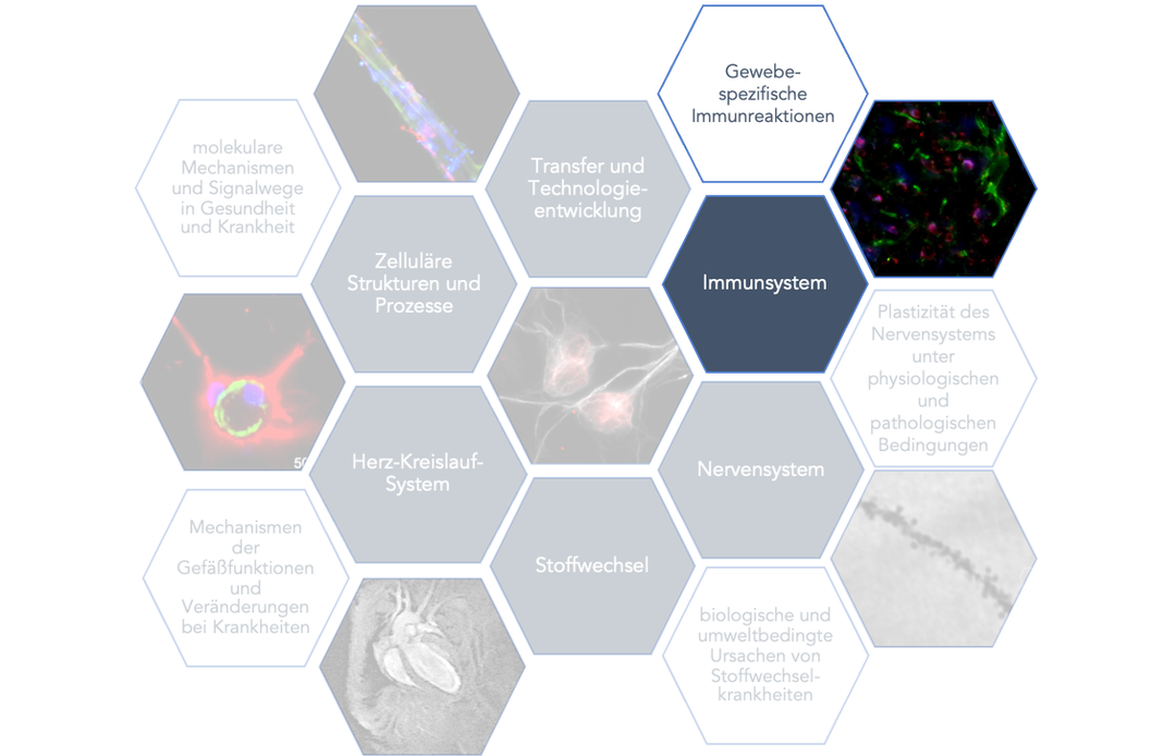 Immunsystem Deutsch mit Rand