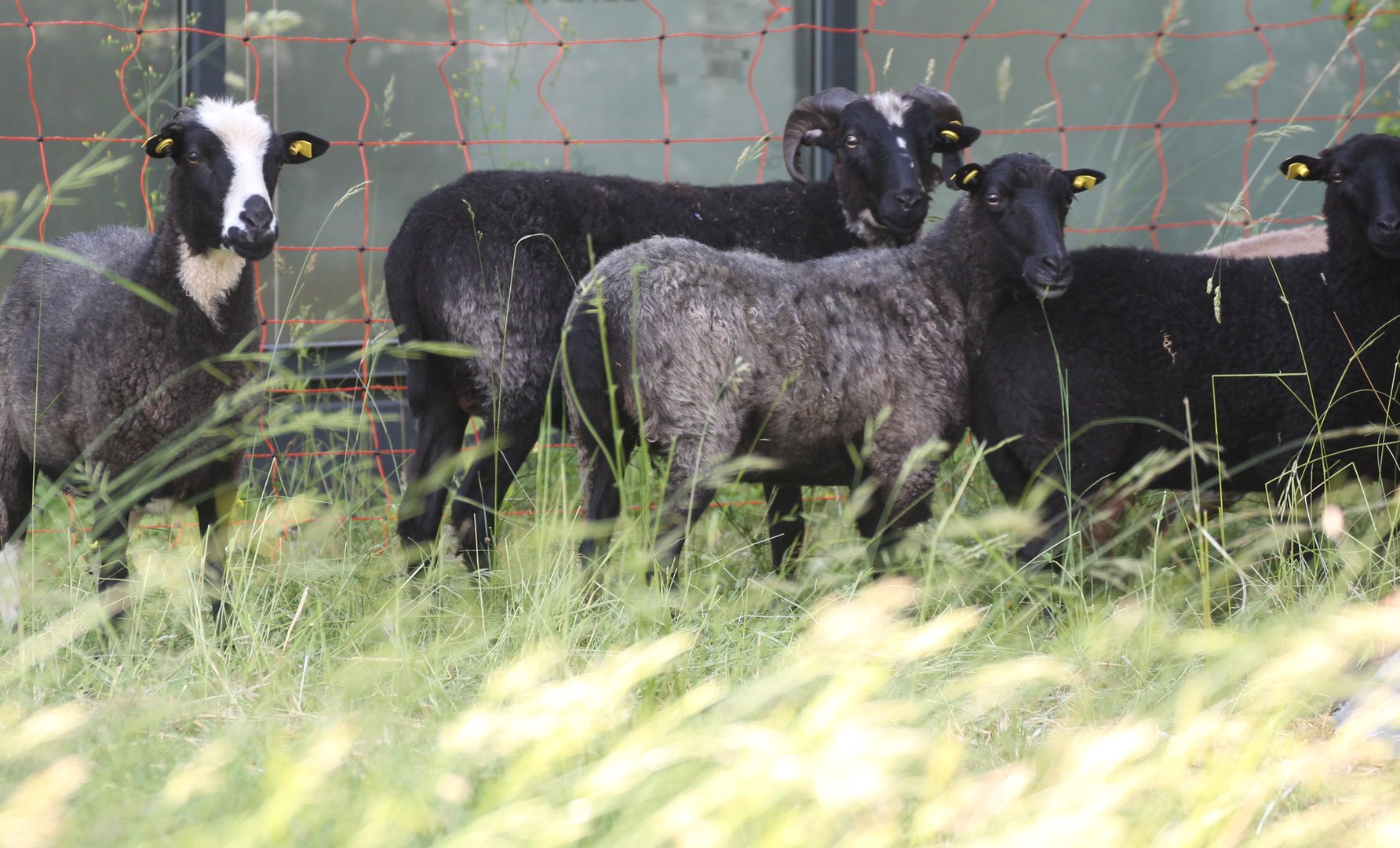 Tierische Unterstützung für den Campus