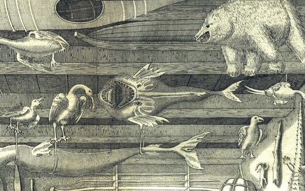 Kupferstich einer Kunstkammer aus dem Buch Museum Wormianum