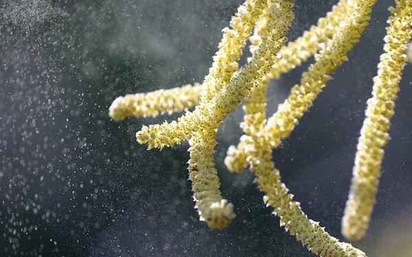 Klimawandel und Gesundheit : "Die Pollen werden aggressiver"