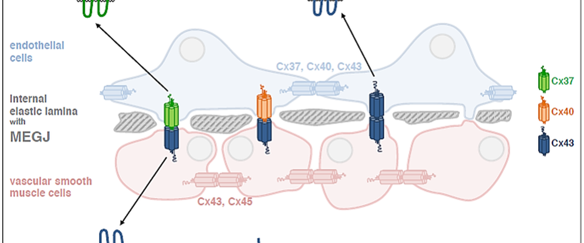 Regulation of myoendothelial gap junctions in the vascular system